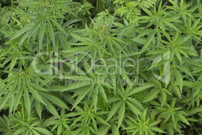 Young Cannabis Bushes as Background