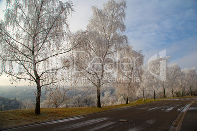 Frosty morning