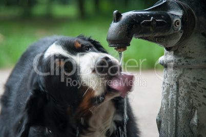 Berner Sennenhund