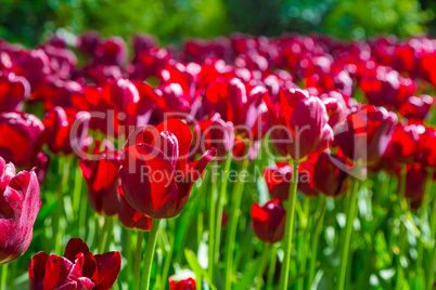 Fresh red tulips on the flowerbed close-up