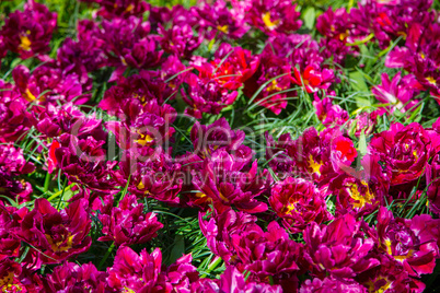 Group of blooming crimson tulips from above in closeup