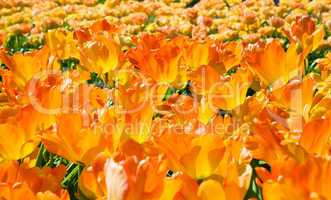 Group of blooming orange tulips from above in closeup