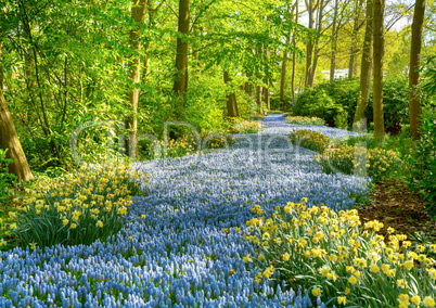 Grape hyacinth in the Keukenhof park, Holland