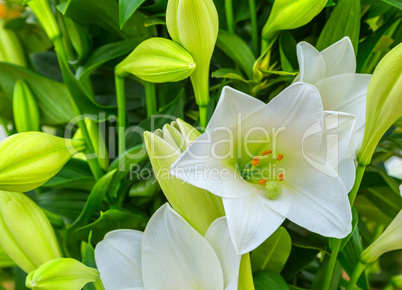 Beautiful big white lily flower close-up