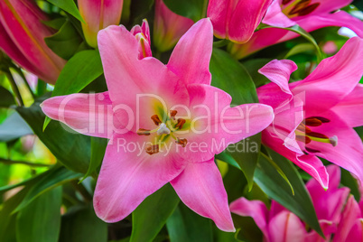 Beautiful big pink lily flower close-up