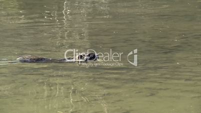 Ein junges Nutria schwimmt in einem Fluss