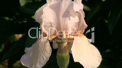 Eine lachsfarbene Irisblüte zittert im Wind