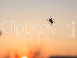 spider anthropod animal