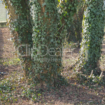 green ivy plant on tree