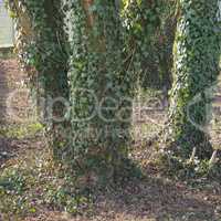 green ivy plant on tree
