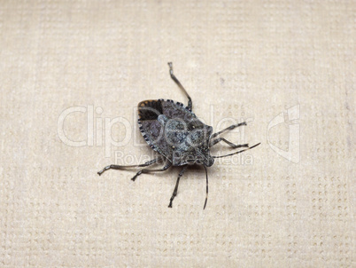 brown marmorated stink bug insect animal