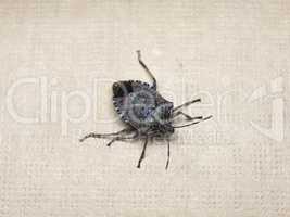 brown marmorated stink bug insect animal