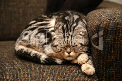 British Shorthair kitten