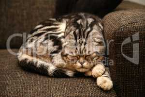 British Shorthair kitten