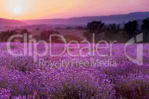lavender plantation at sunset.