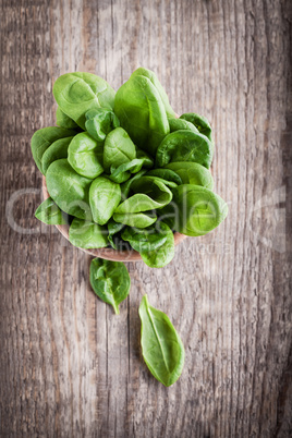 Baby spinach in the bowl