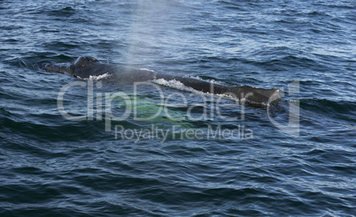 Humpback whale in the Atlantic ocean