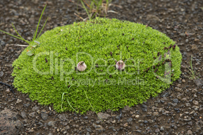 tussock with green grass growing on volcanic lava