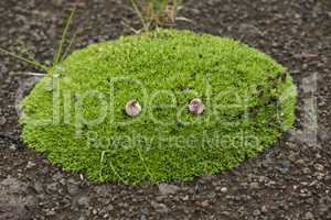 tussock with green grass growing on volcanic lava