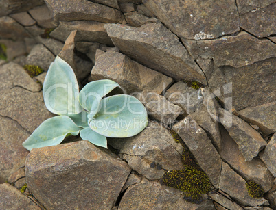 plants growing on stones