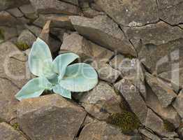 plants growing on stones