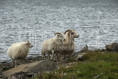 Icelandic sheeps on the meadow in windy weather.