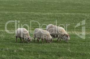 Icelandic sheeps on the meadow in windy weather.