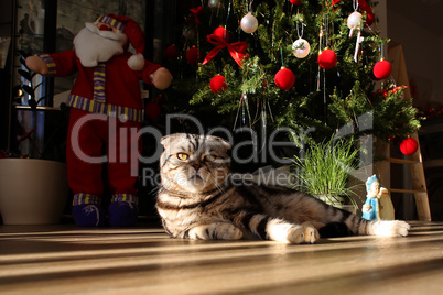 British Shorthair kitten