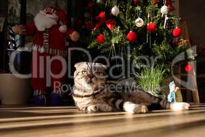 British Shorthair kitten