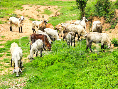 Cows eating the grass on the field in Thailand