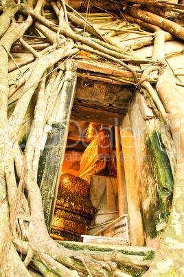 Root of the tree absorbing the ruins,Temple in thailand