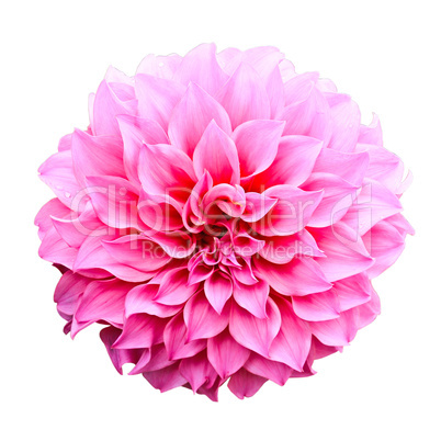 Dahlia flower isolated on white background.