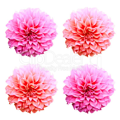 Dahlia flower isolated on white background.