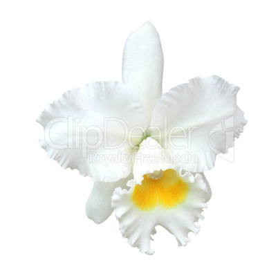 White Cattleya orchid isolated on white background.