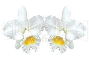 White Cattleya orchid isolated on white background.