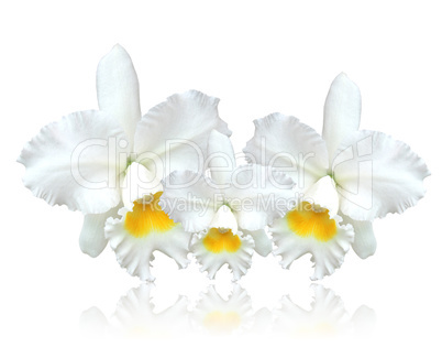 White Cattleya orchid isolated on white background.