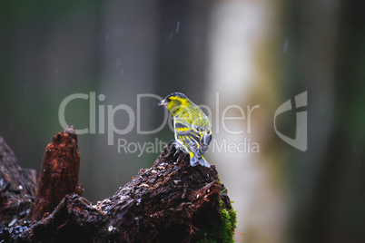 Blue Tit Bird close-up