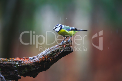 Blue Tit Bird close-up