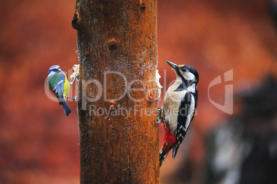 Blue Tit Bird and Woodpecker close-up