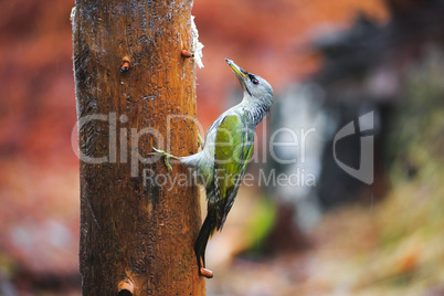 Gray-headed Woodpecker in a rainy spring forest