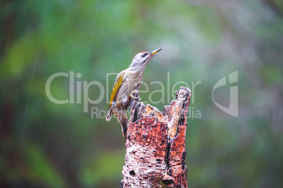 Gray-headed Woodpecker in a rainy spring forest