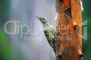 Gray-headed Woodpecker in a rainy spring forest