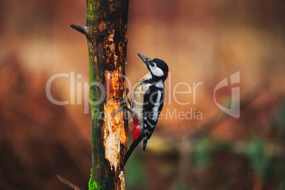 Great Spotted Woodpecker in a rainy spring forest