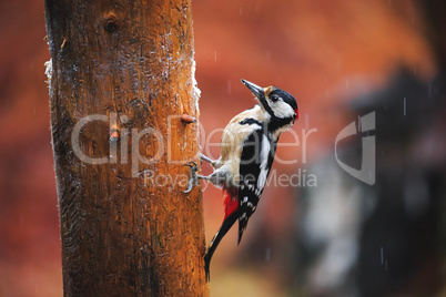 Great Spotted Woodpecker in a rainy spring forest