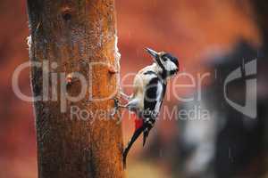 Great Spotted Woodpecker in a rainy spring forest