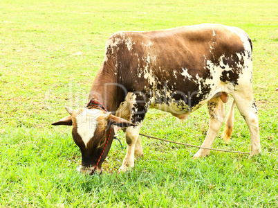 Cow on green grass