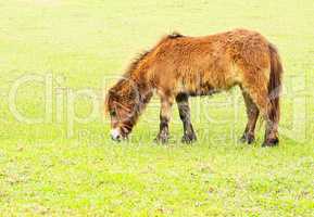 Donkey in a Field