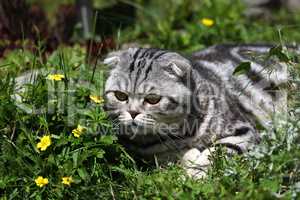 British Shorthair kitten