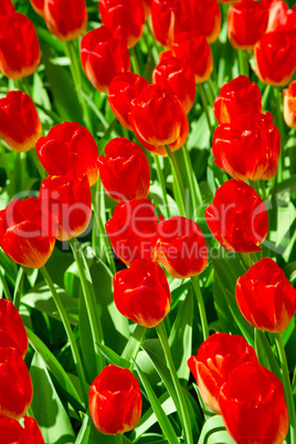 Fresh red tulips Glade in the Keukenhof garden