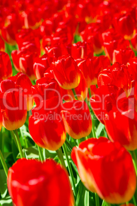 Group of blooming red tulips from above in closeup